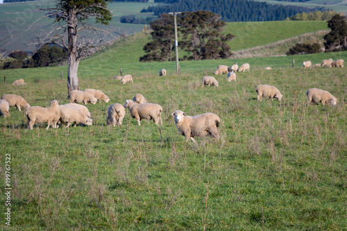 New Zealand Wool Sheep Flock  © Joshua Daniels