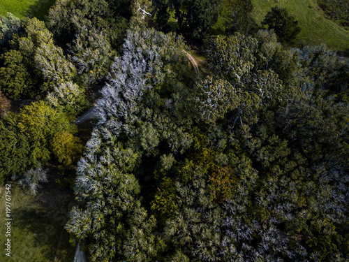 Top Down View Of New Zealand Bush 
