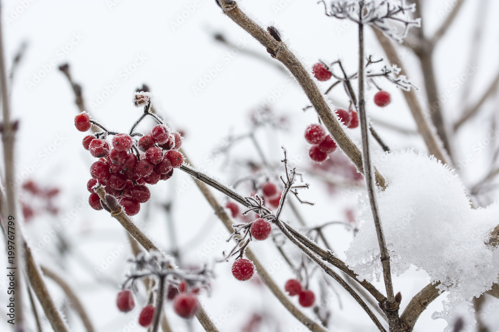 Frost on red berries. Frost on red berries.