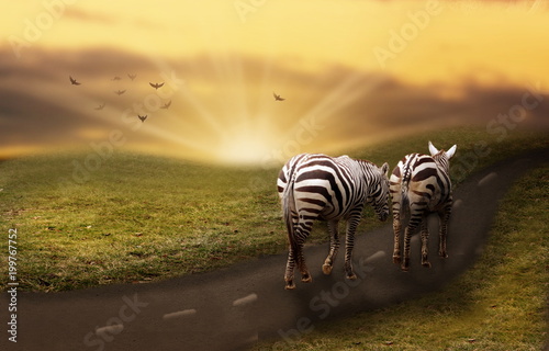 Zebras on the way
