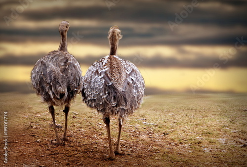 Two ostriches in nature