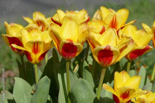 Tulpen Rot Gelb