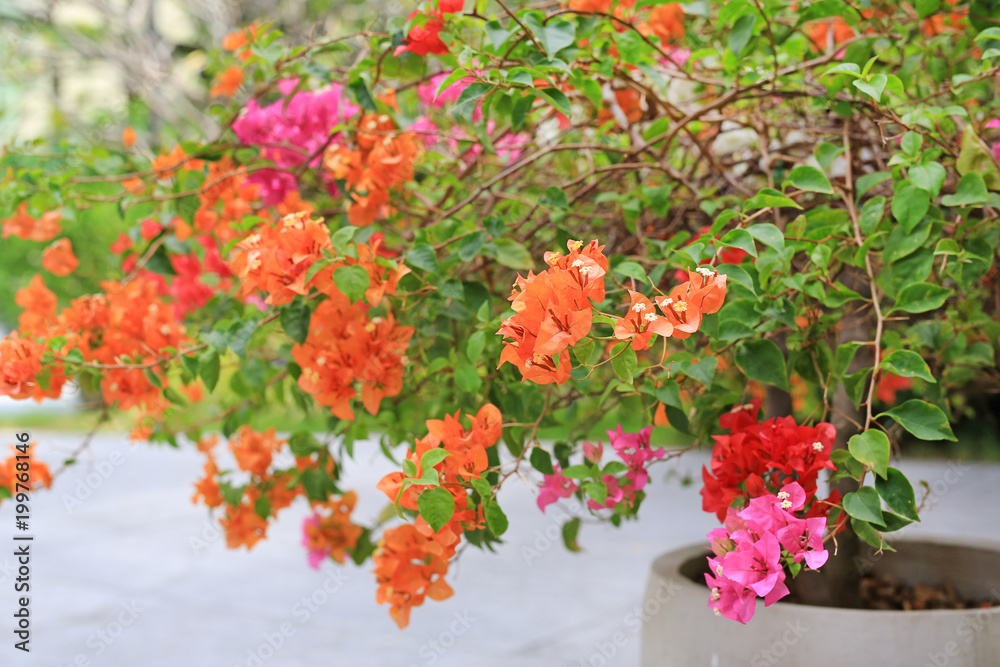 Colorful bougainvillea paper flower in the garden. Colorful bougainvillea paper flower in the garden.
