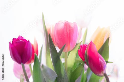 Multicolored spring tulips on a white background.