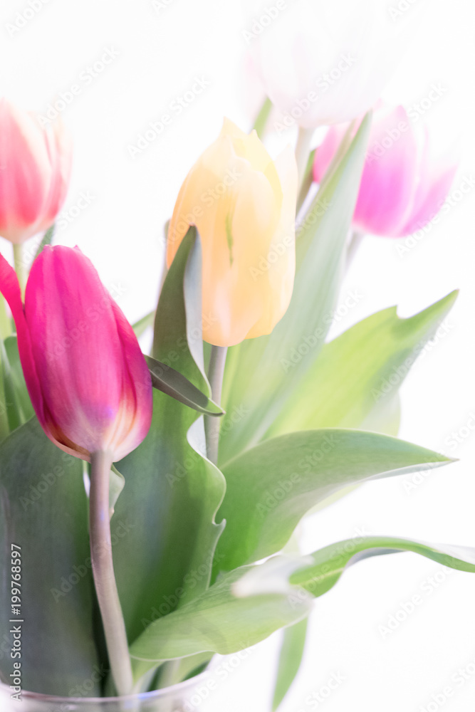 Obraz premium Multicolored spring tulips on a white background.