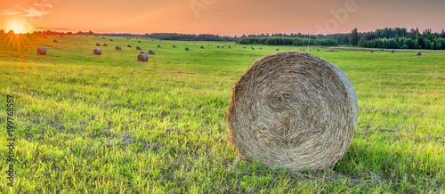 Harvesting of cereals, Sunshine during sunset in countryside, Europe