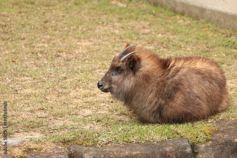 Fototapeta premium カモシカ