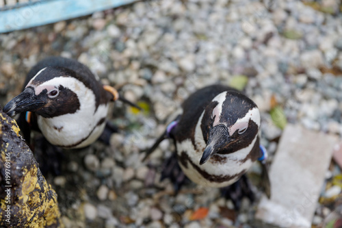 淡島マリンパークのペンギン①