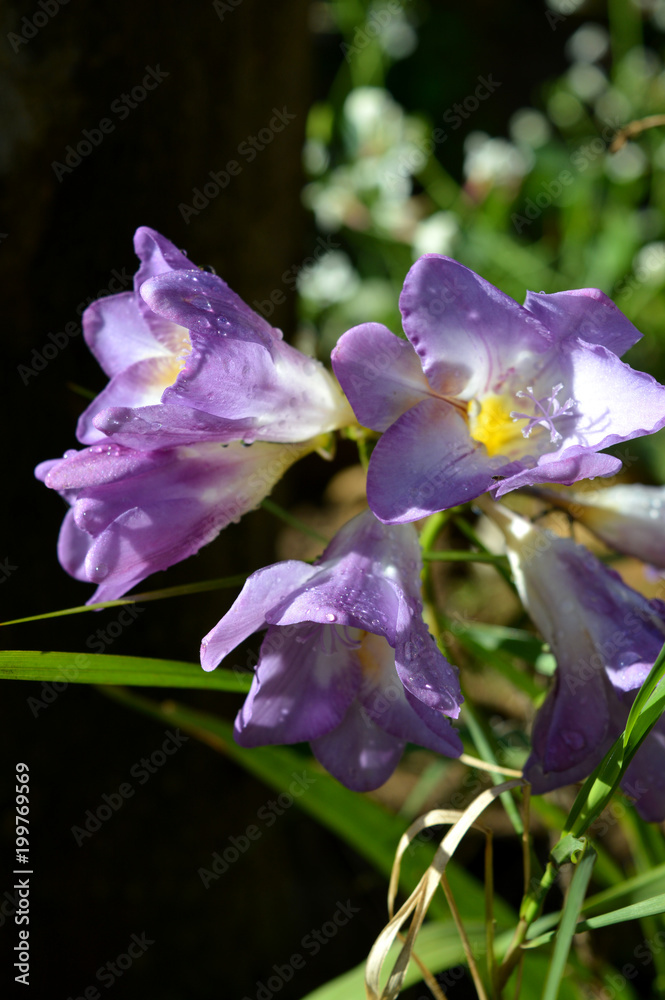 Bouquet of Fresh Purple Freesias Close-up, Nature, Flowers, Bloom Bouquet of Fresh Purple Freesias Close-up, Nature, Flowers, Bloom