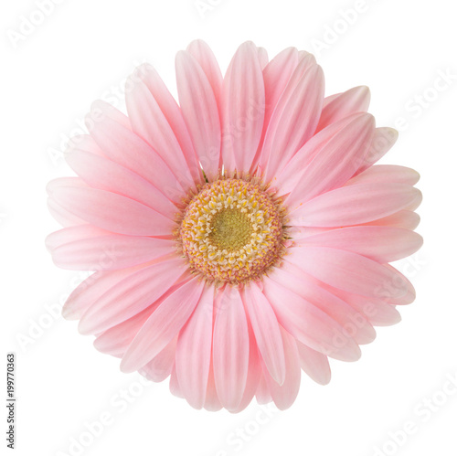 Light pink Gerbera flower isolated on white background.