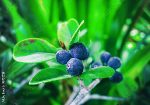 Decorative bush with blue berries