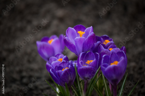 Beautiful first spring flowers crocuses bloom under bright sunlight. photo
