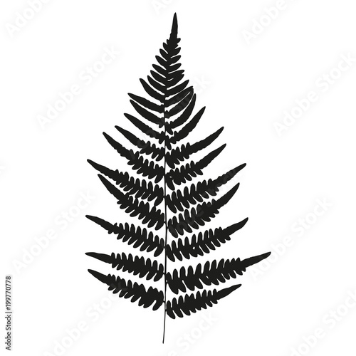 Leaf of fern isolated on white background. Vector illustration. Polypodiophyta plant. photo