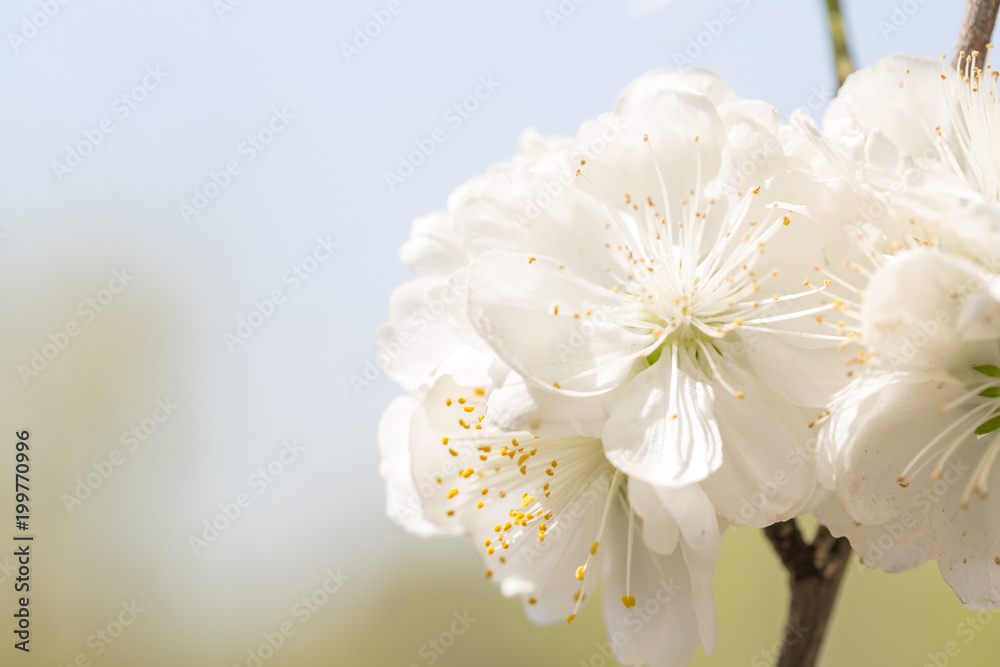 Spring cherry blossoms closeup, white flower