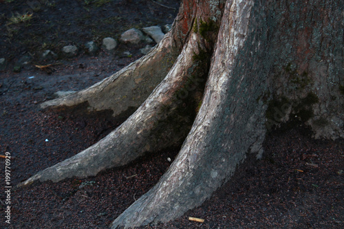 Powerful tree roots in the earth