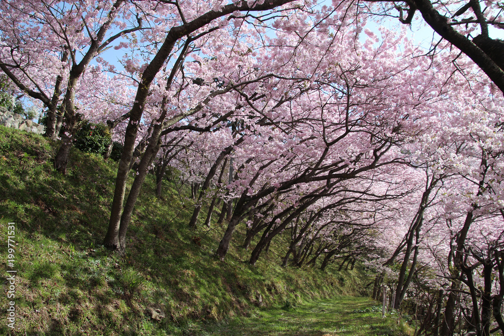 満開の桜 満開の桜