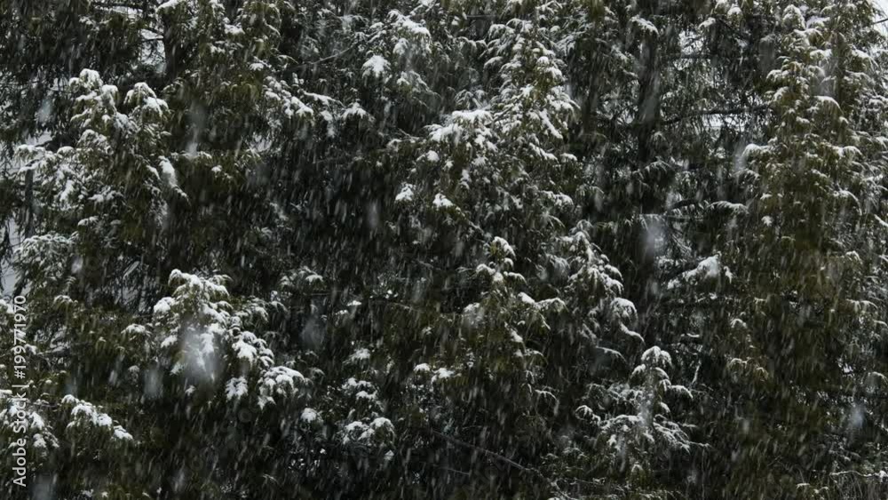 Snowing heavily on a winter day, with fir trees in the background, with some snow accumulated on them. Snowing heavily on a winter day, with fir trees in the background, with some snow accumulated on them.