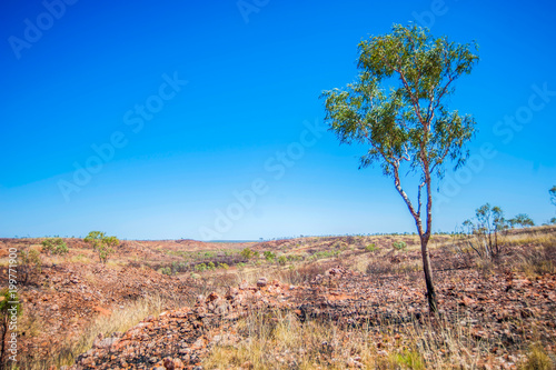 Australian arid landscape with solitary tree.