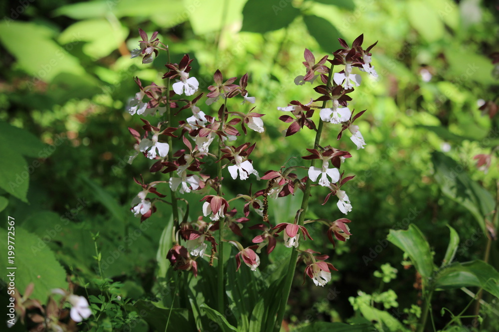 Naklejka premium 春の花エビネ