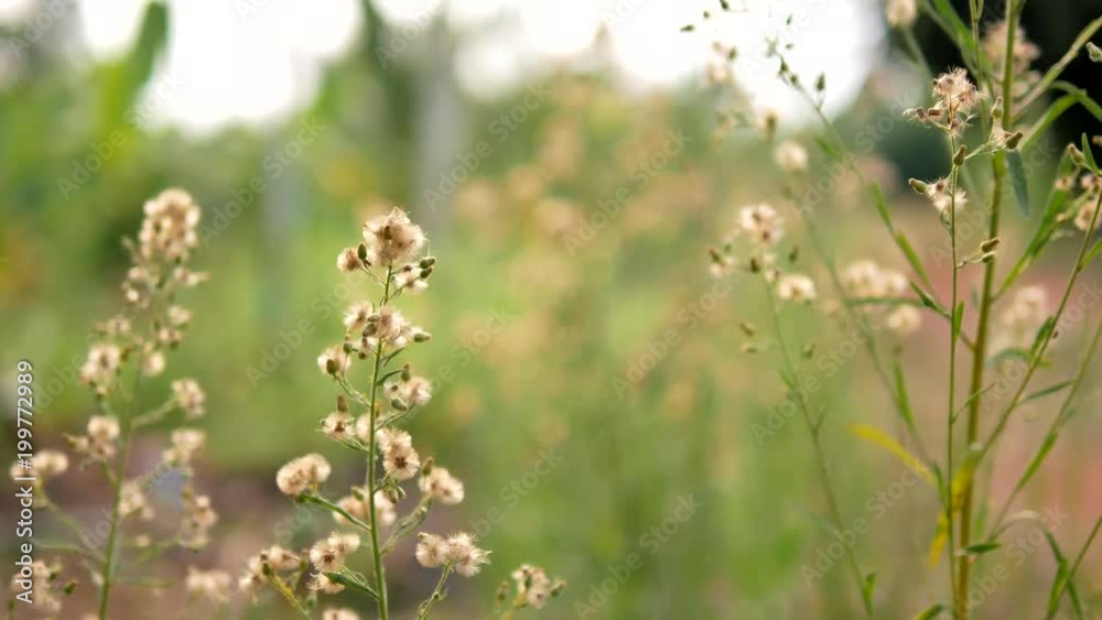 Dolly slide dry white small flower in nature place Dolly slide dry white small flower in nature place