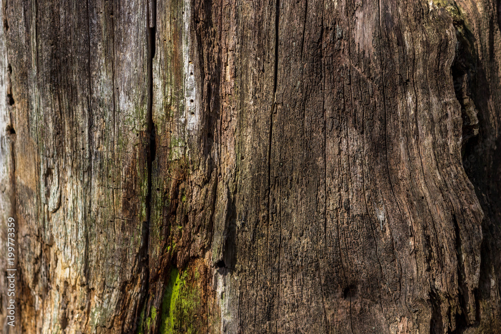 Obraz premium The natural background of rotten wood on very old tree stumps. The texture of the old stumps.