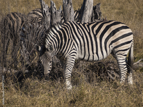 Zebras in the Moremi Game Reserve in Botswana  Africa