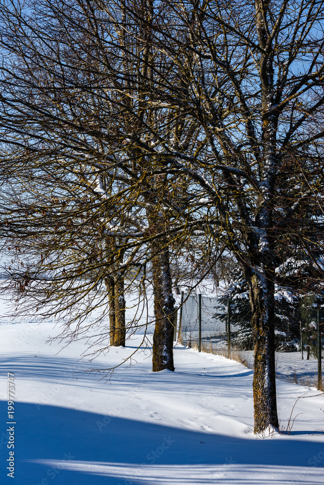 sunny, cold winter day, a lot of snow, snow covered the garden with snow, the snow is everywhere - on coniferous trees, shrubs, trees. sunny, cold winter day, a lot of snow, snow covered the garden with snow, the snow is everywhere - on coniferous trees, shrubs, trees.
