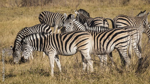 Zebras in the Moremi Game Reserve in Botswana, Africa