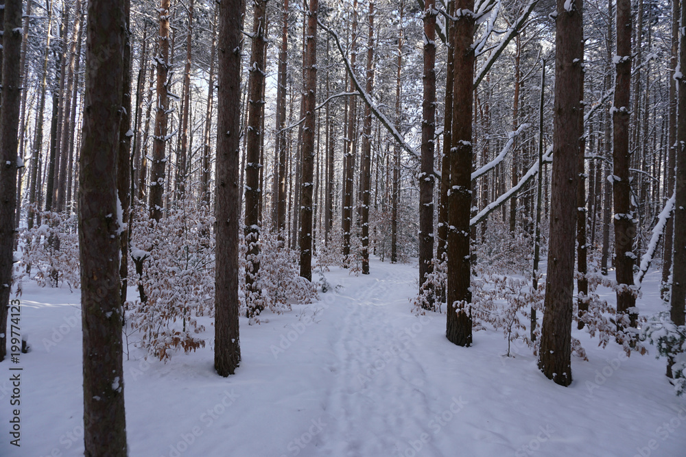 Path through forest with ground covered in snow with sun shinning through trees. Path through forest with ground covered in snow with sun shinning through trees.