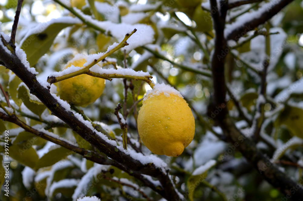 Background of a Lemon Tree after a Snowfall, Sicily, Nature Background of a Lemon Tree after a Snowfall, Sicily, Nature