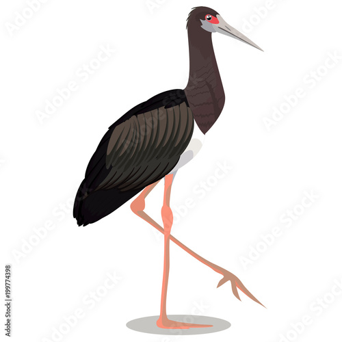 Abdim s stork cartoon bird