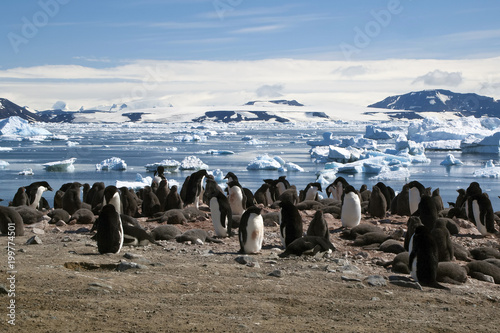 Devil Island Antarctica, Adelie penguin colony with views of bay and icebergs in background