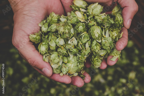 Green hops for beer. Man holding green hop cones photo