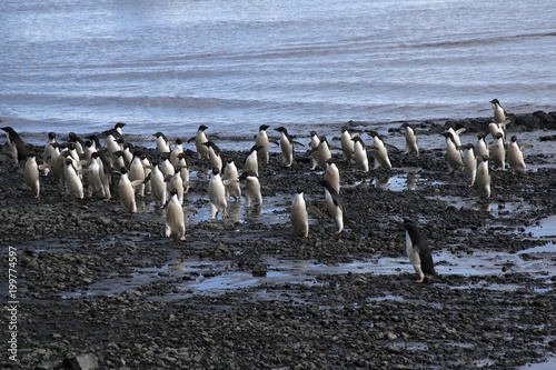 Devil Island Antarctica, group of adelie penguin exiting water
