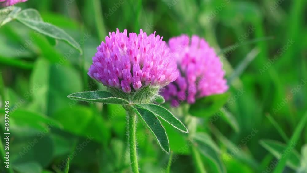 Nature background. Flowers of red clover on a green grass background. Closeup, 4K Nature background. Flowers of red clover on a green grass background. Closeup, 4K
