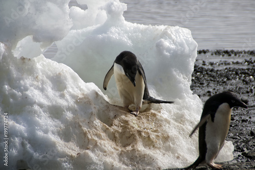 Devil Island Antarctica  Adelie penguin on iceberg