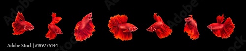 Group of beautiful small siam betta fish with black isolate background