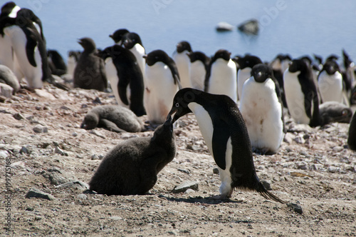 Devil Island Antarctica, Adelie penguin feeding juvenile in rookery