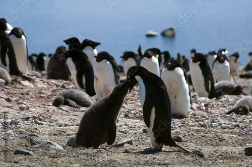 Devil Island Antarctica, Adelie penguin feeding fledgling with bay in background