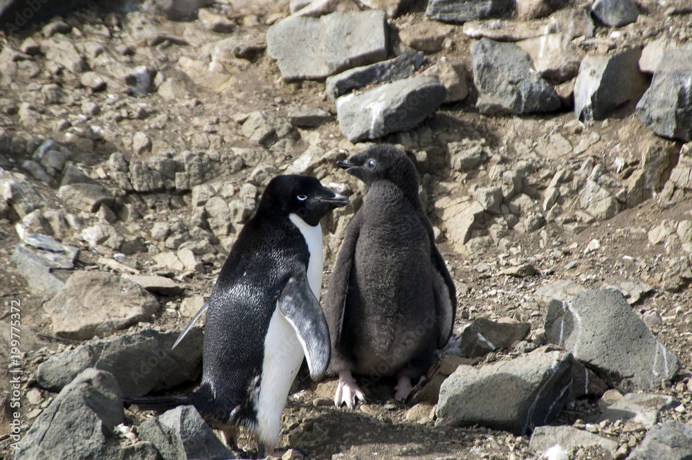 Fototapeta premium Devil Island Antarctica, adult and juvenile adelie penguin standing in barren landscape