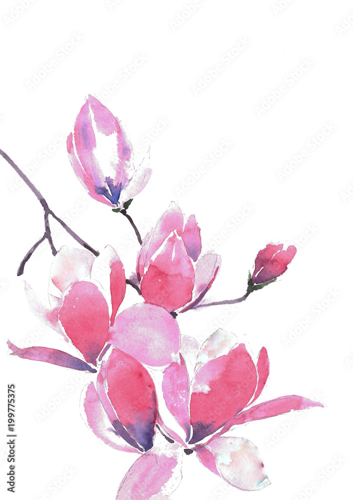 Blooming Magnolia. A branch of a gentle pink magnolia. Watercolor background.