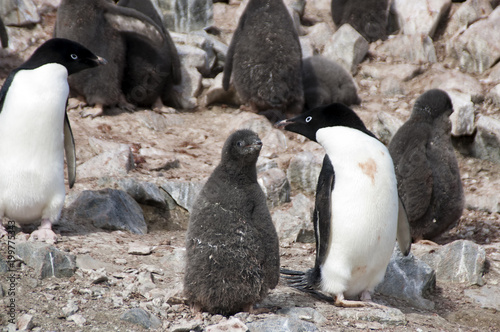 Devil Island Antarctica, Adelie penguin juvenile and adult in colony