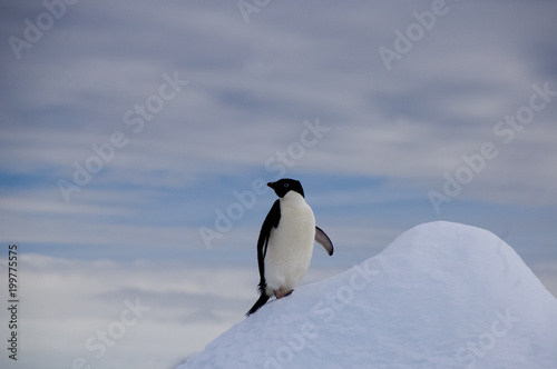 Devil Island Antarctica, single adelie penguin climbing ice peak