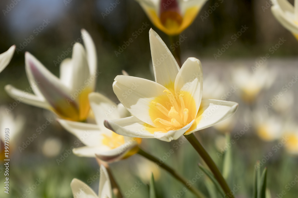 Weiße Tulpe im Frühling Weiße Tulpe im Frühling
