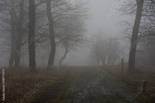 Fototapeta Naklejka Na Ścianę i Meble -  Landscape with beautiful fog in forest on hill or Trail through a mysterious winter forest with autumn leaves on the ground. Road through a winter forest. Magical atmosphere. Azerbaijan