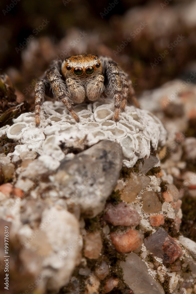 Jumping spider on the white lichens