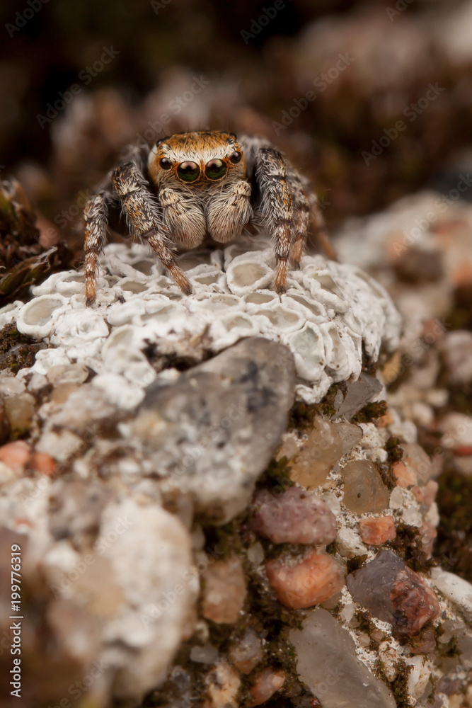 Jumping spider on the white lichens Jumping spider on the white lichens