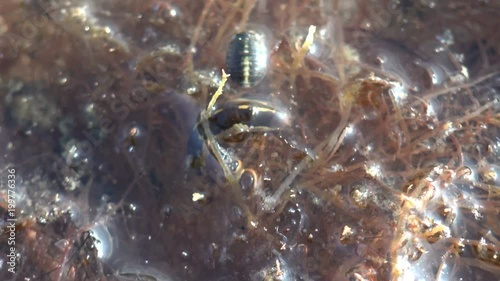 Valvifera Marine Isopod Crustaceans in search for food among seaweed in sea, underwater photo