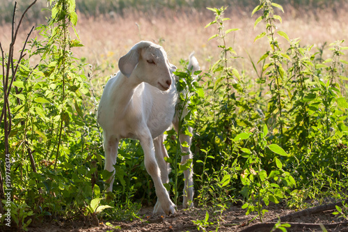 Small goat grazing near the shining nettles