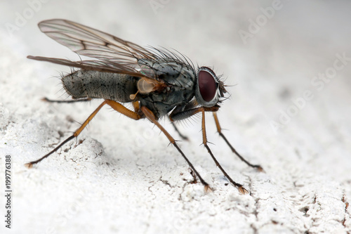 Hairy fly on the white bark